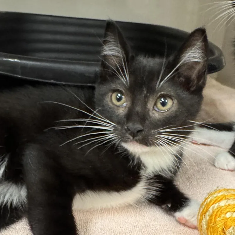 A baby small-sized male Black Domestic Short Hair cat named Geo for adoption in Redwood City, CA