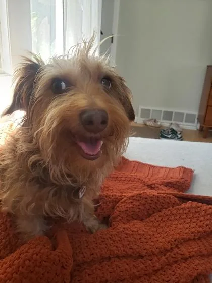Phoebe thumbnail 2