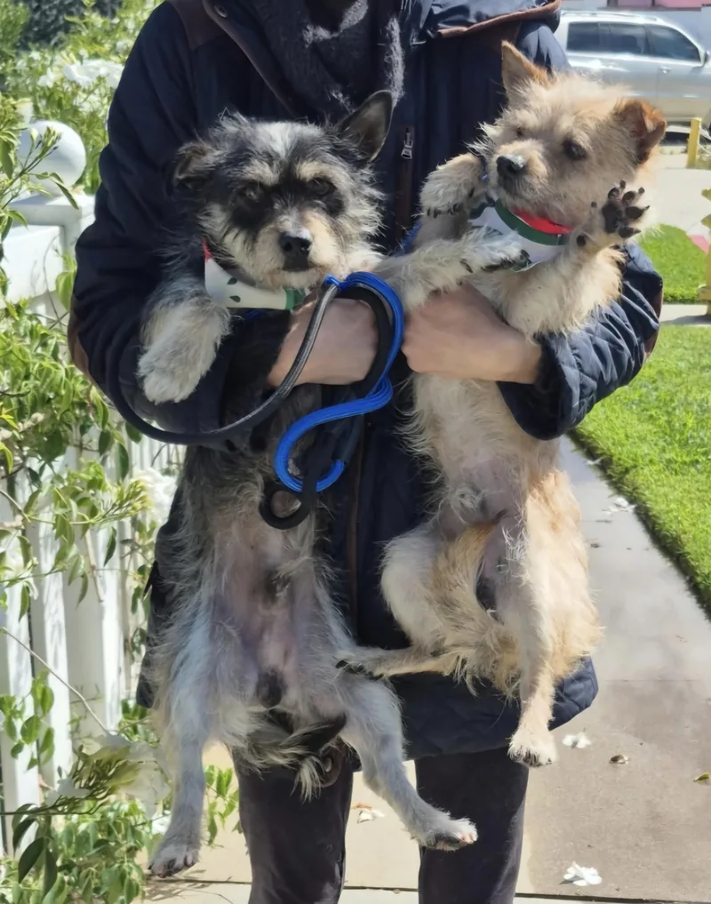 Tata! Toto! thumbnail 4