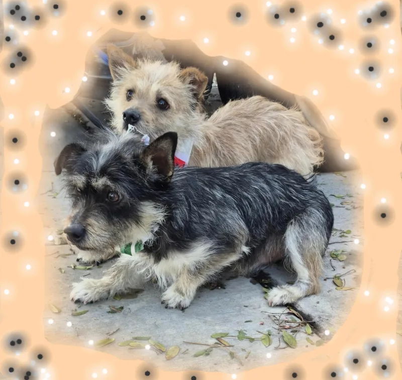 Tata! Toto! thumbnail 5