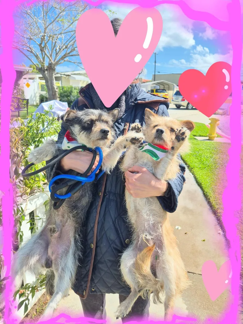 Tata! Toto! thumbnail 6