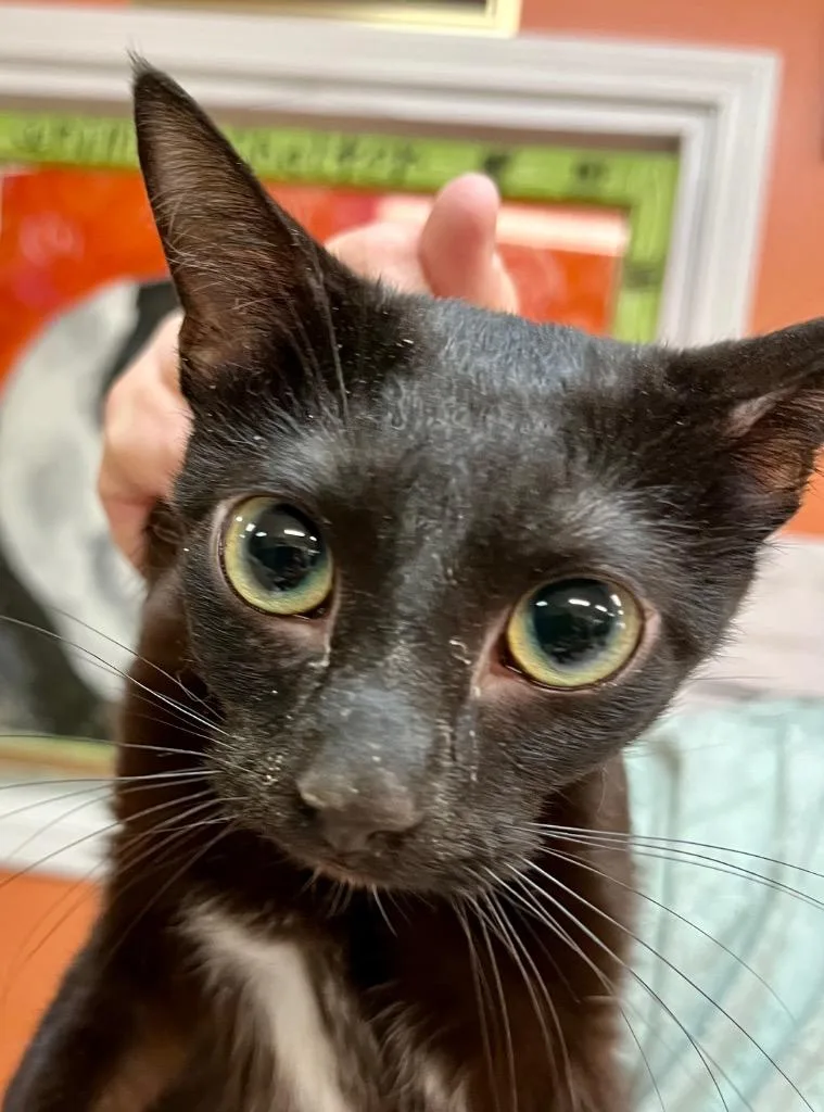 A young medium-sized female Domestic Short Hair cat named Wednesday for adoption in Burnsville, NC