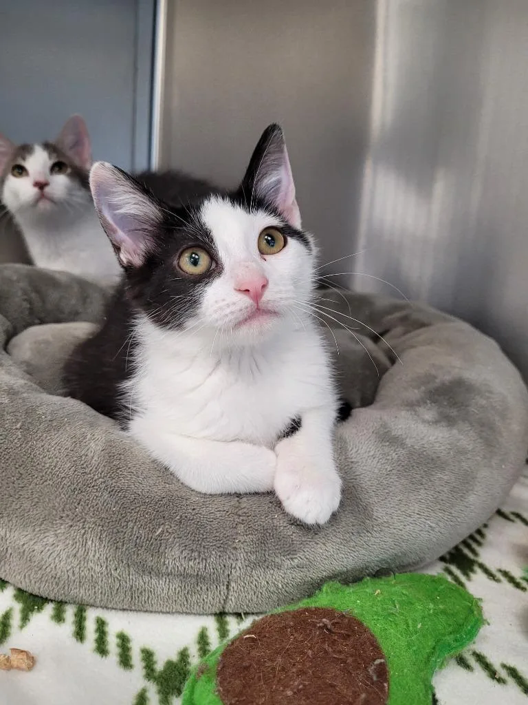 A baby medium-sized female Domestic Short Hair cat named Justice for adoption in Logan, UT