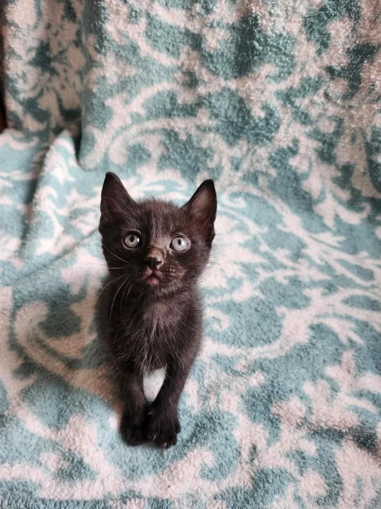 A baby small-sized male Black Domestic Short Hair cat named Helios for adoption in WARNER ROBINS, GA