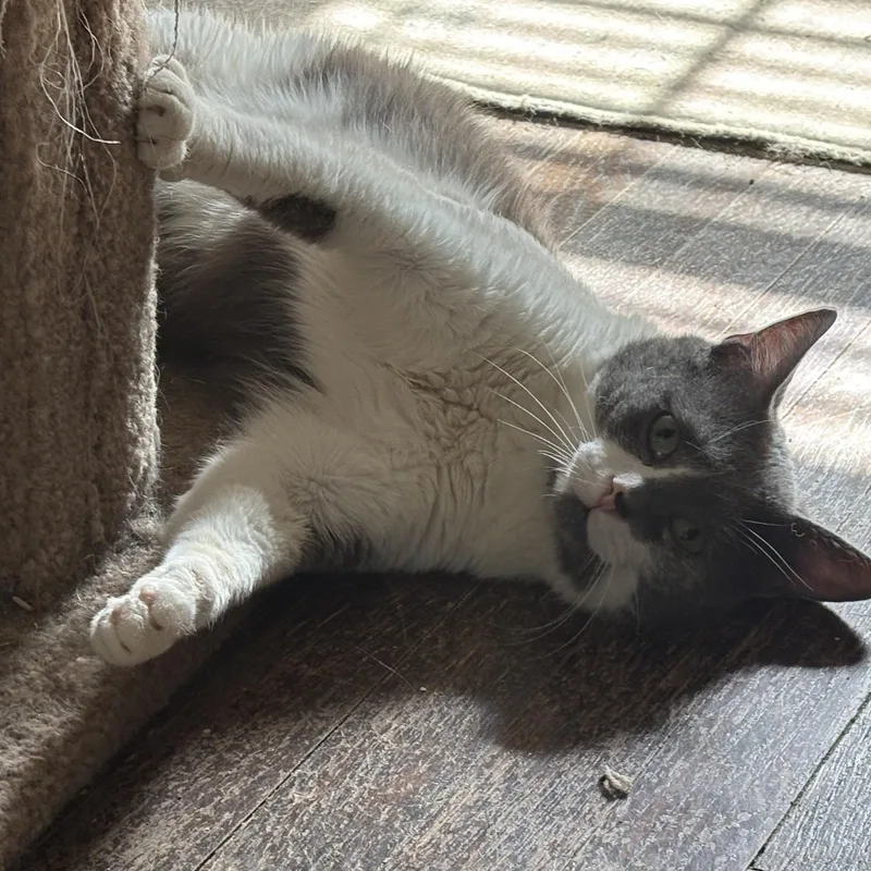 Ralphie