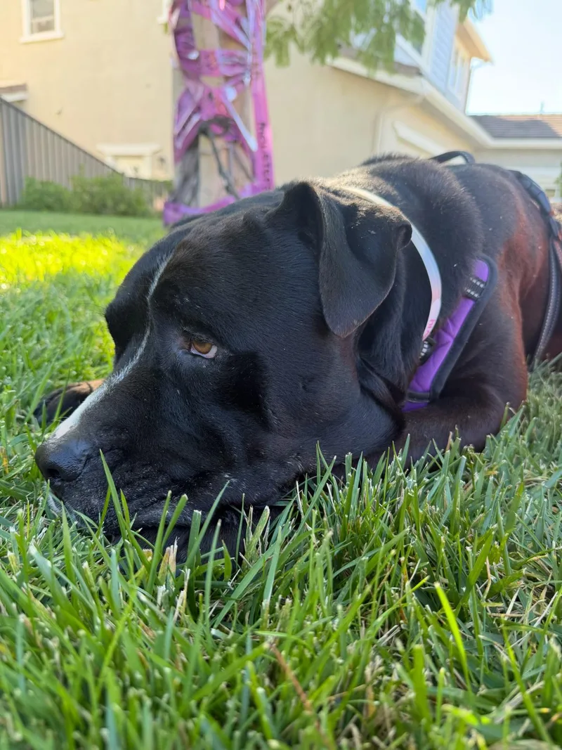 A senior large-sized male Pit Bull Terrier dog named Forest for adoption in Roseville, CA