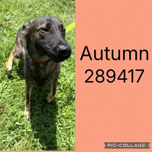 A young medium-sized female Belgian Shepherd / Malinois dog named Autumn for adoption in Macon, GA