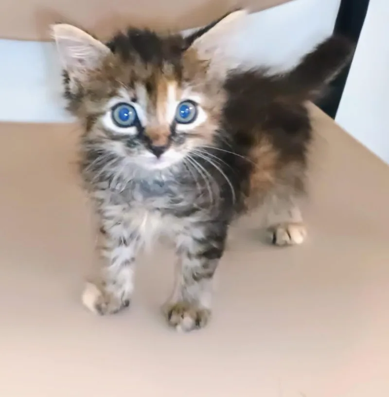 A baby small-sized female Torbie cat named Chicken Dumpling for adoption in Laguna Beach, CA