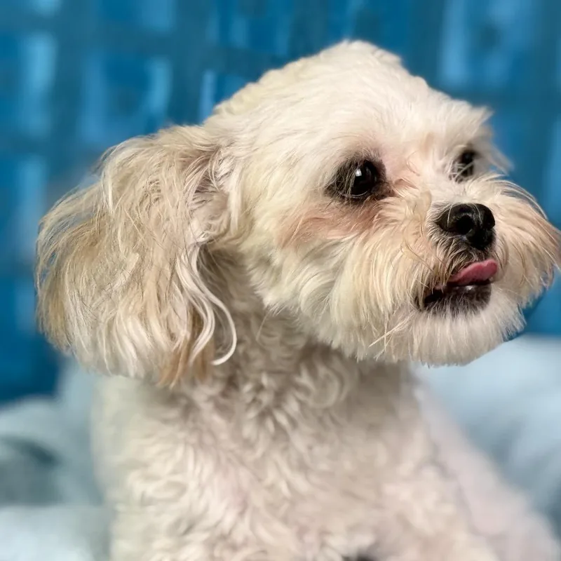 Bunny And Teddy: Bonded thumbnail 3