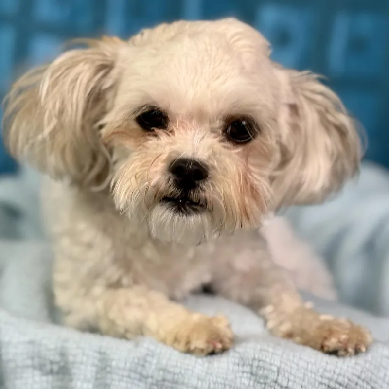 A young small-sized female Shih Tzu dog named Bunny And Teddy: Bonded for adoption in Hondo, TX
