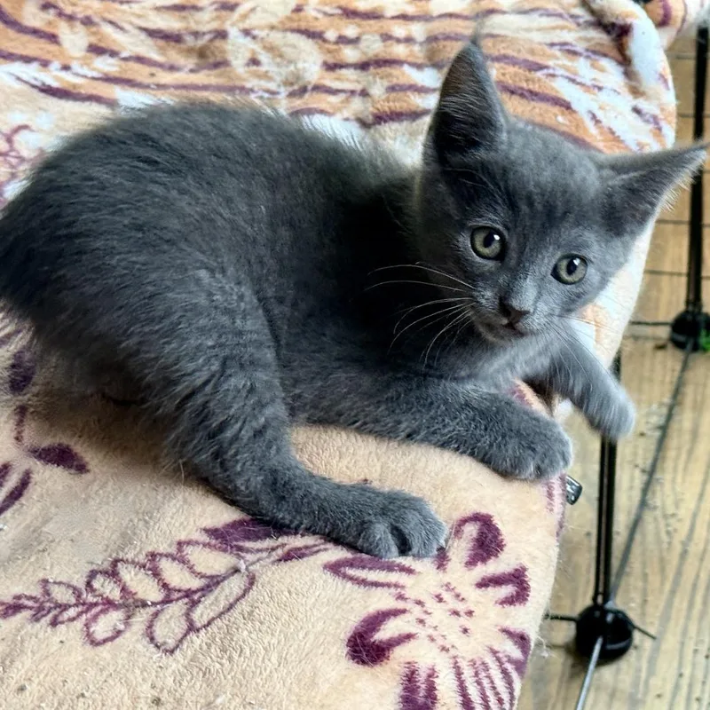 A baby small-sized male Gray / Blue / Silver Domestic Short Hair cat named Blue Ivy for adoption in Los Angeles, CA