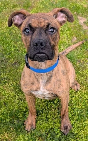 A young small-sized male Boxer dog named Ducky for adoption in Akron, OH