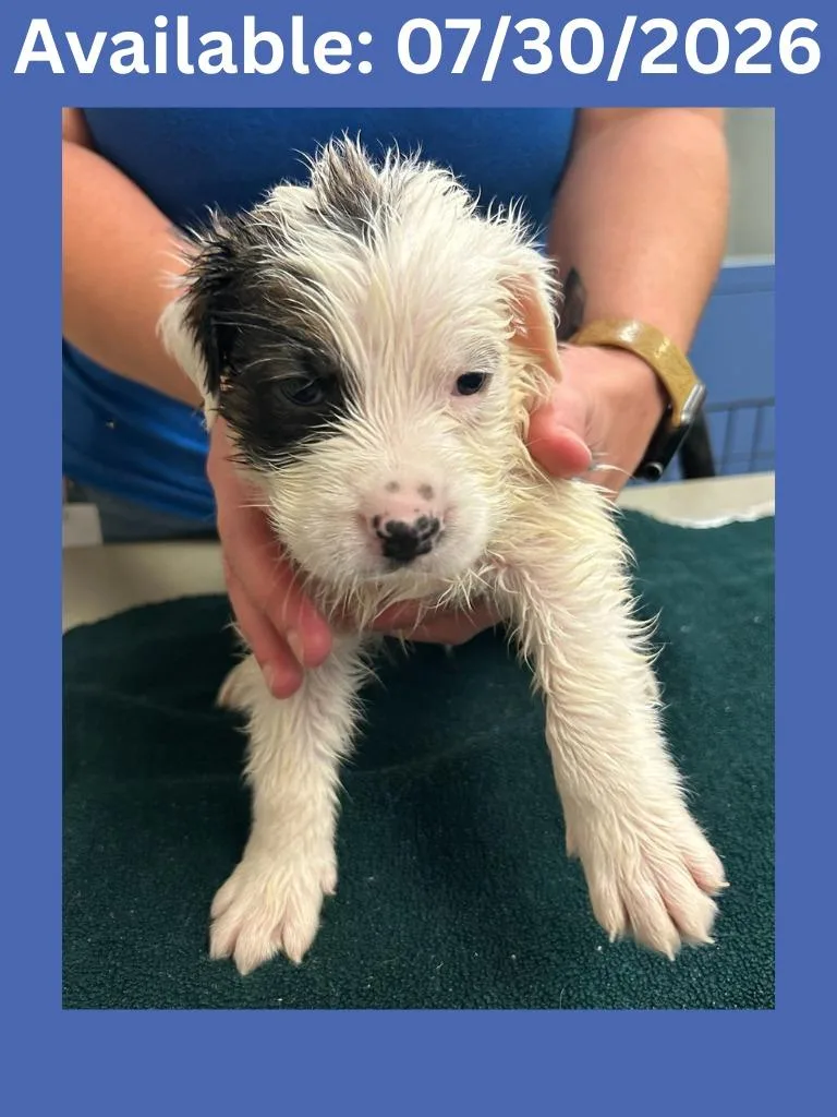 A baby small-sized male Cattle Dog dog named Dog Kennel for adoption in Greenville, TX
