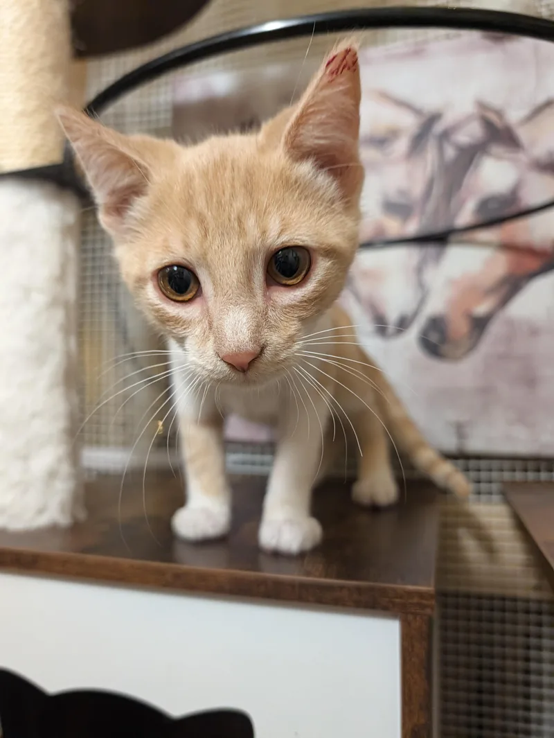 A baby medium-sized male Orange & White Domestic Short Hair cat named Pinto Bean for adoption in Beaverton, OR