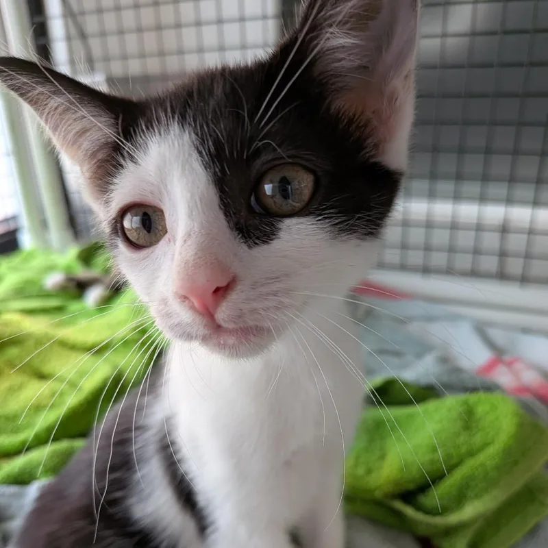 A baby small-sized female Black Domestic Short Hair cat named Velma for adoption in Fairfax Station, VA