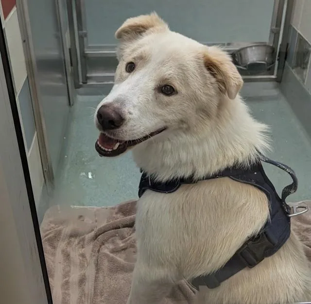A young medium-sized male Siberian Husky dog named Biscuit A for adoption in Plano, TX