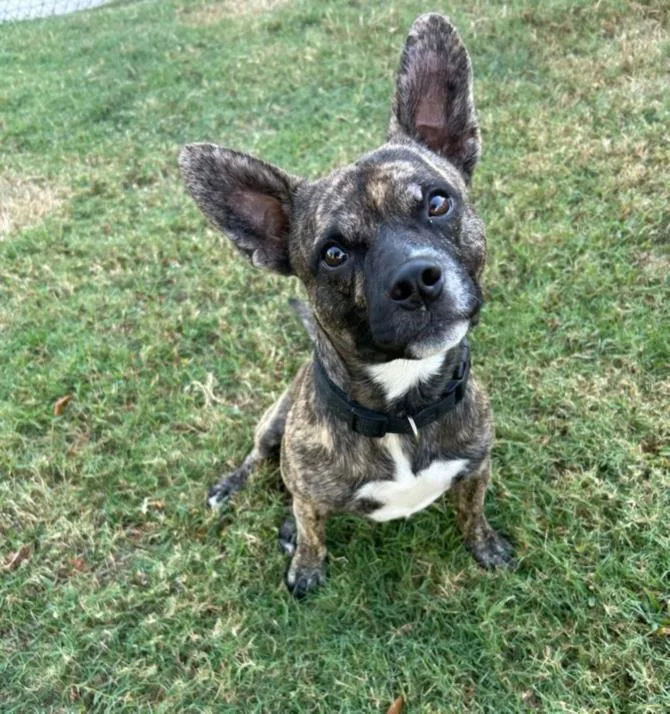 A young medium-sized male French Bulldog dog named Lucky for adoption in Texas City, TX