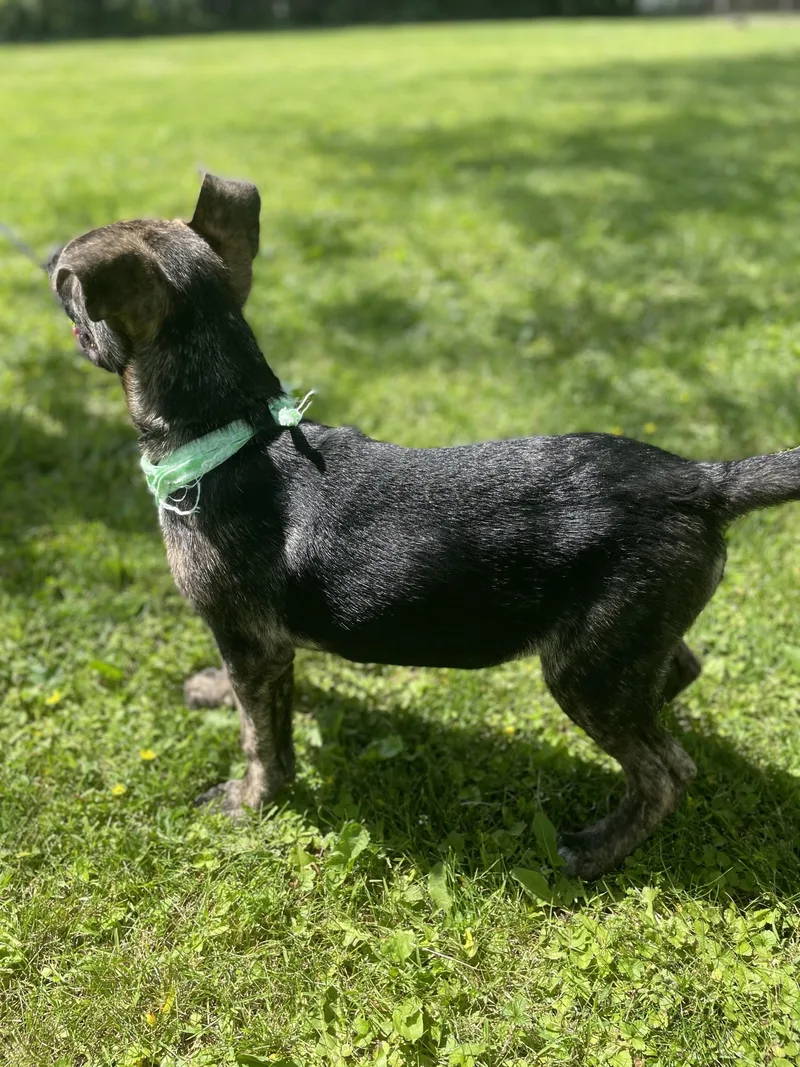 A young medium-sized male Black Shepherd dog named Marcus for adoption in Upper Sandusky, OH