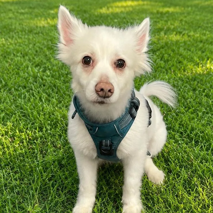 A senior small-sized female White / Cream American Eskimo Dog dog named Bella for adoption in Henderson, NV