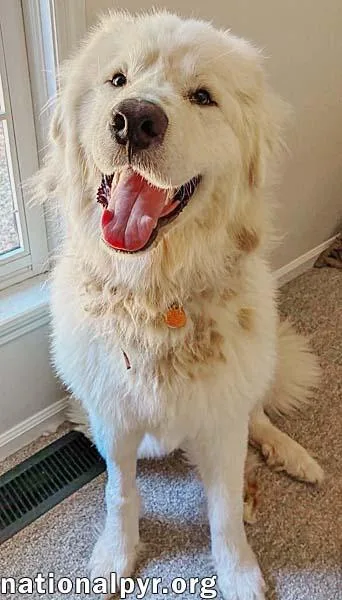 A young extra large-sized male Great Pyrenees dog named LaZboy in GA for adoption in Beacon, NY