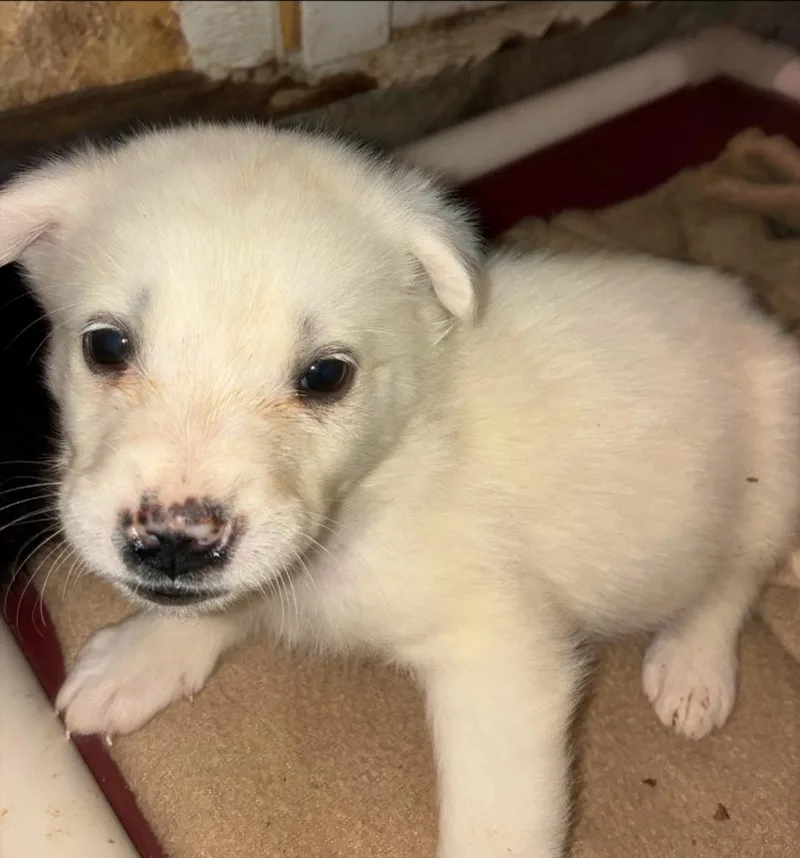 A baby medium-sized male Australian Shepherd dog named Morgon for adoption in Thompson Falls, MT