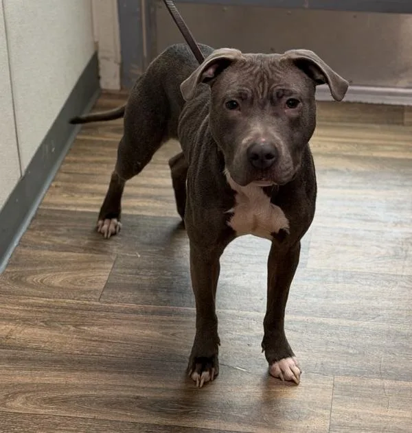 An adult medium-sized female Pit Bull Terrier dog named Patricia for adoption in San Diego, CA