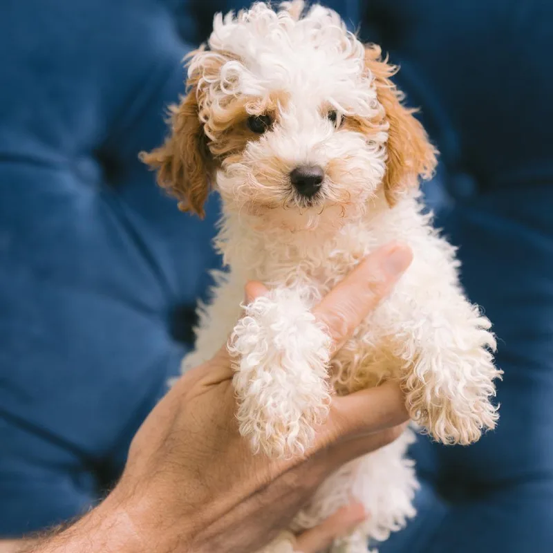 A baby small-sized male Miniature Poodle dog named Teshio for adoption in Zionsville, IN