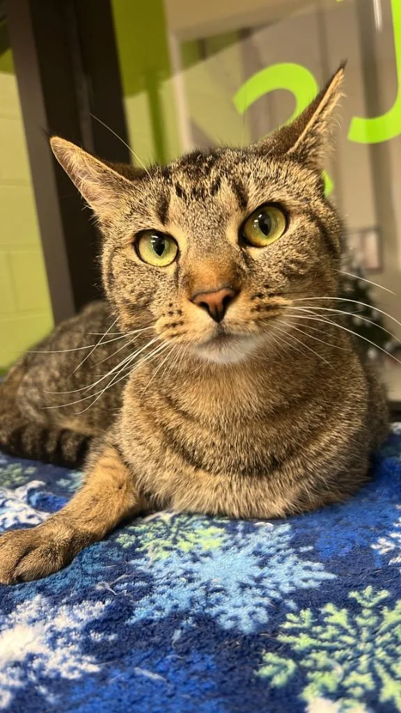 An adult medium-sized male Domestic Short Hair cat named Samson for adoption in Greeneville, TN