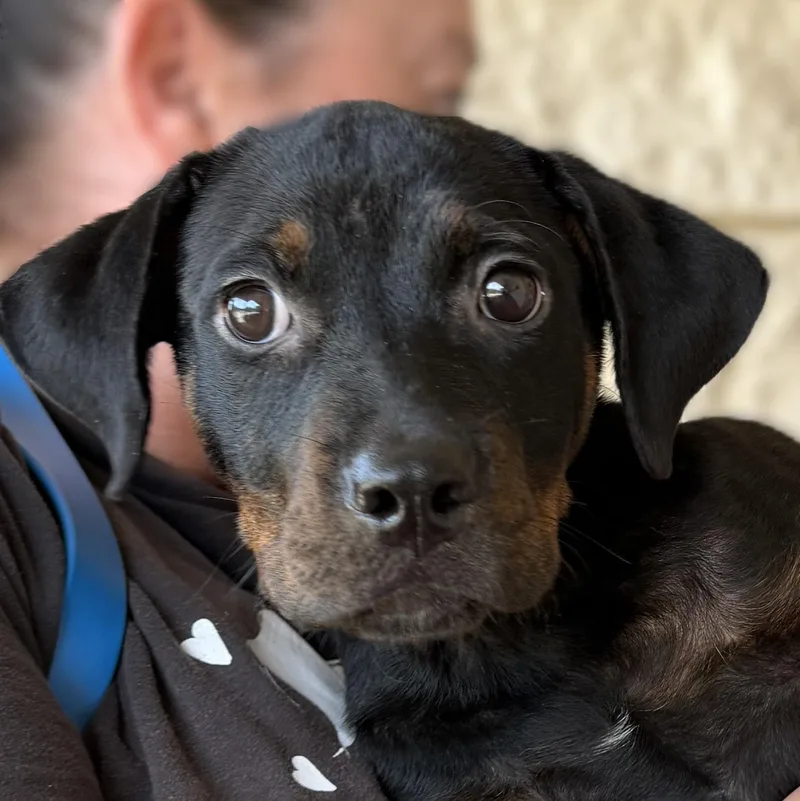 A baby medium-sized female Rottweiler dog named Marie Laveau for adoption in Slidell, LA