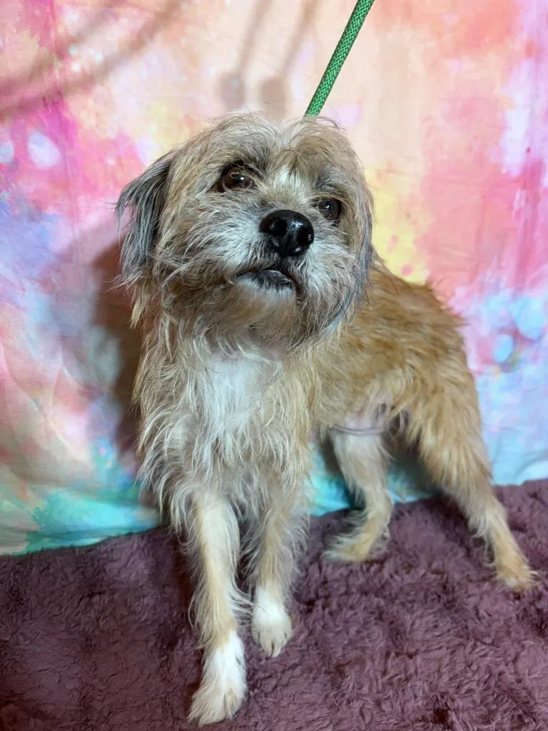 An adult medium-sized female Terrier dog named Lucario for adoption in Wintersville, OH