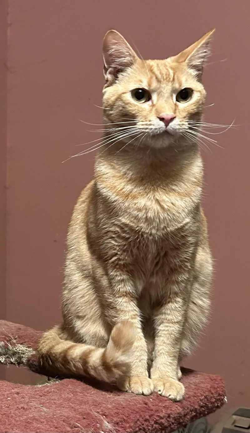 A young medium-sized male Domestic Short Hair cat named Tortellini for adoption in Santa Rosa, CA