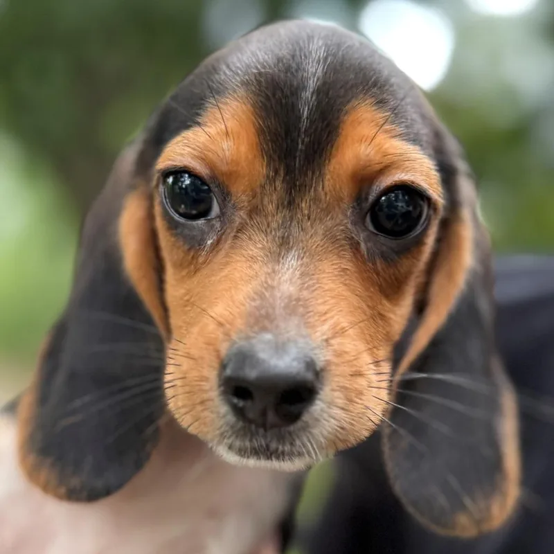 Elmer