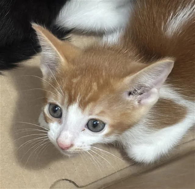A baby medium-sized male Domestic Short Hair cat named Toby for adoption in Dallas, TX