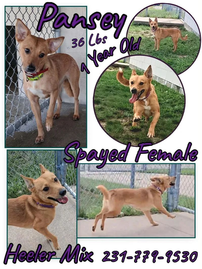 A young medium-sized female Australian Cattle Dog / Blue Heeler dog named Pansey for adoption in Cadillac, MI