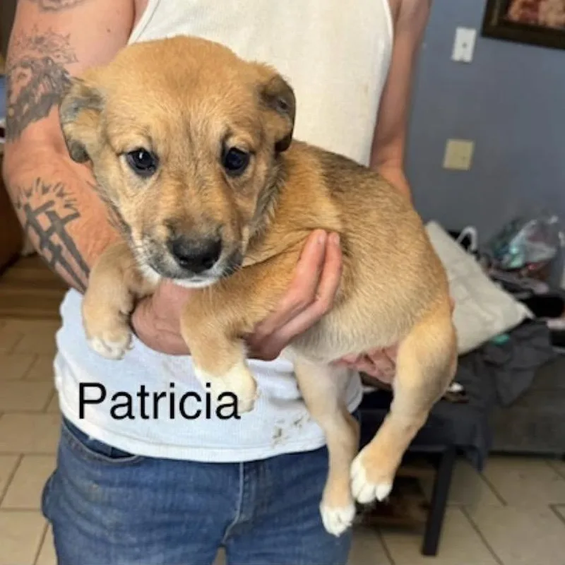 Patricia