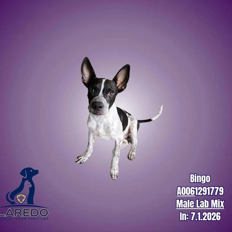 A young medium-sized male Labrador Retriever dog named Bingo for adoption in Wadena, MN