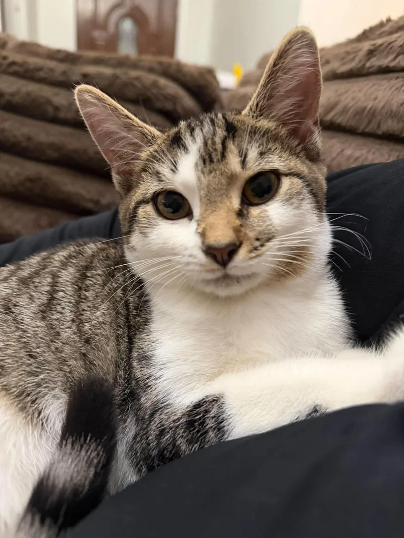 A young medium-sized female Tabby (Gray / Blue / Silver) Domestic Short Hair cat named Hermoine for adoption in Aberdeen, NC