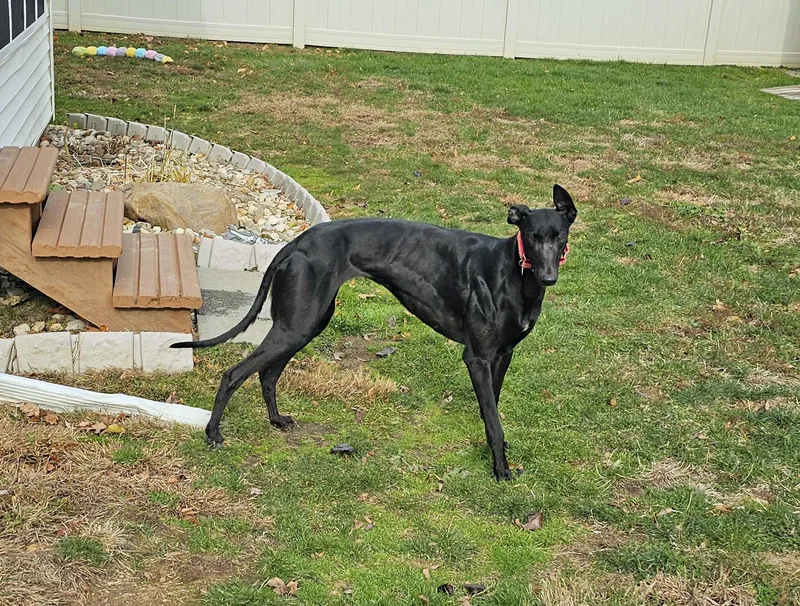 A young large-sized female Black Greyhound dog named Next Step for adoption in Allentown, PA