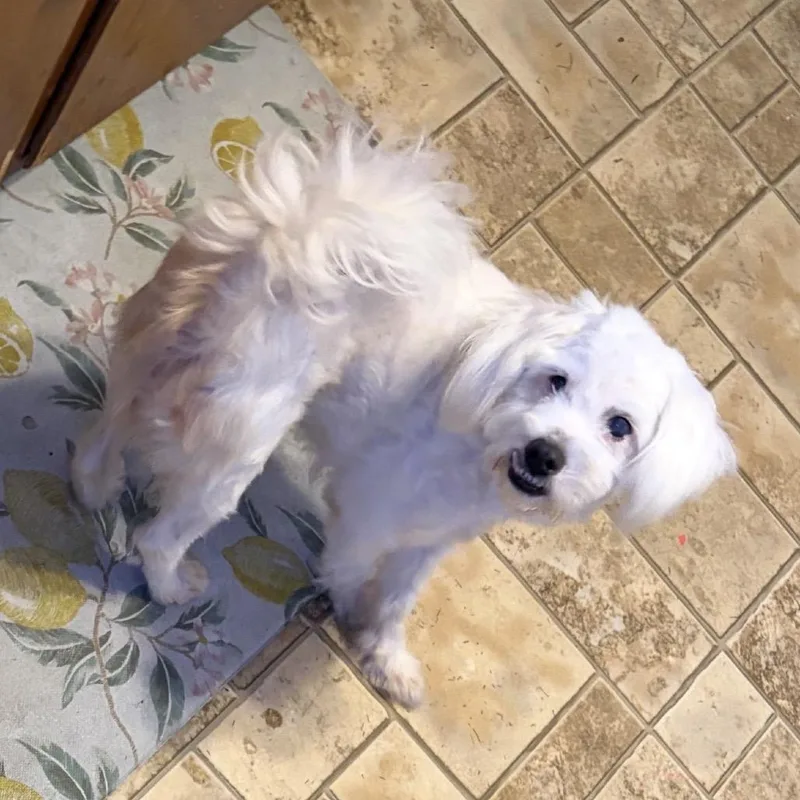 A young small-sized male Shih Tzu dog named Buck for adoption in Hillsborough, NC
