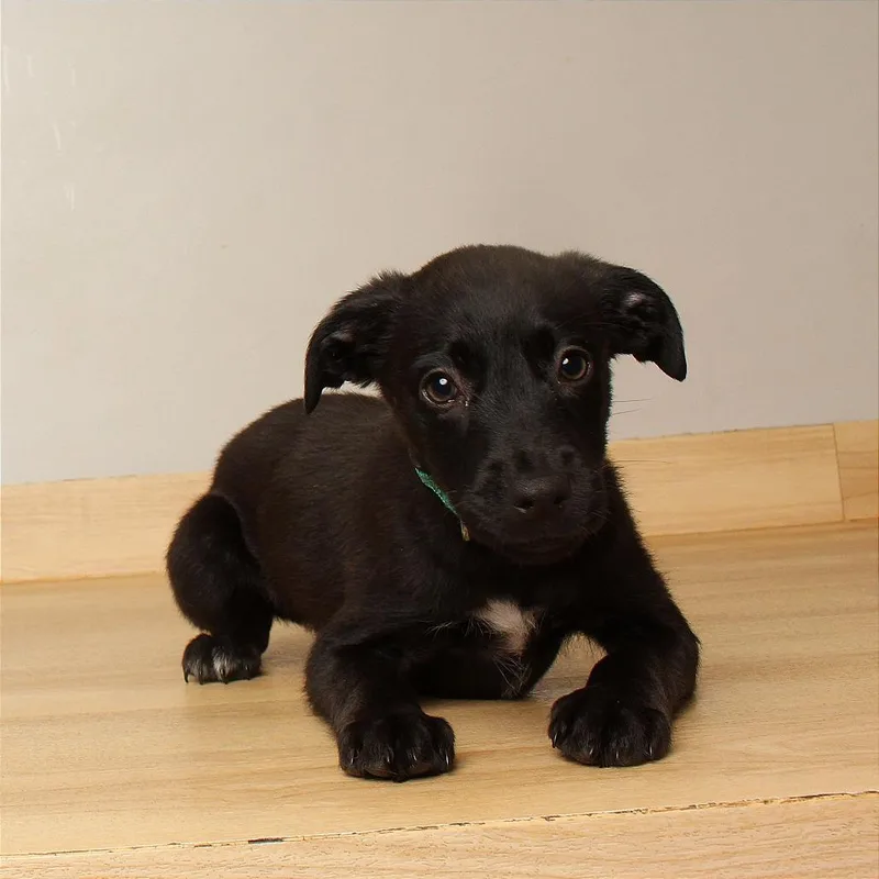 A baby small-sized male Labrador Retriever dog named Chai D for adoption in Minnetonka, MN