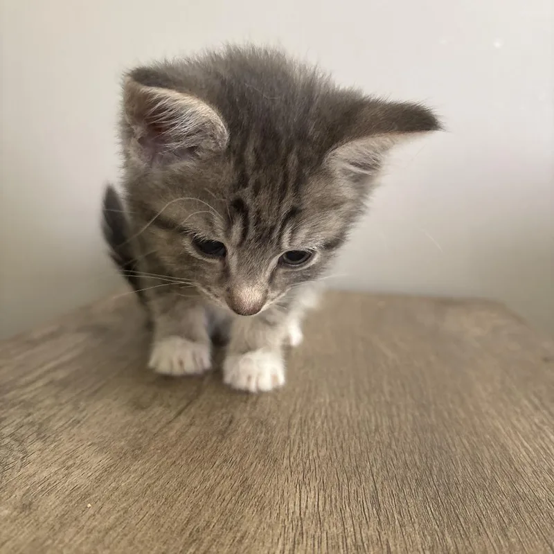 A baby small-sized female Gray / Blue / Silver Domestic Short Hair cat named Sasha for adoption in Shelbyville, IN