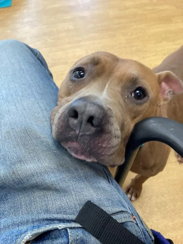 An adult medium-sized female Pit Bull Terrier dog named Dakota Aka Parfait for adoption in Virginia Beach, VA