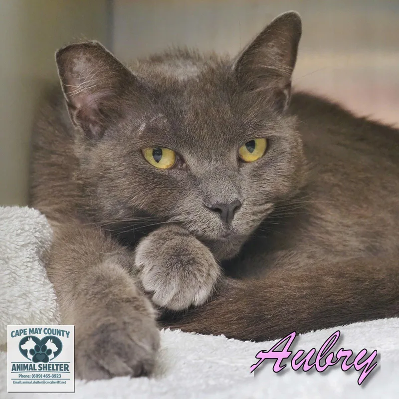 A young medium-sized female Domestic Short Hair cat named Aubry for adoption in Cape May Court House, NJ