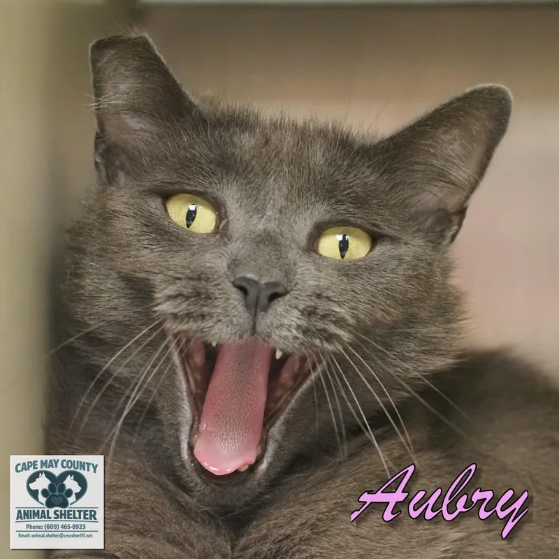 Aubry thumbnail 2