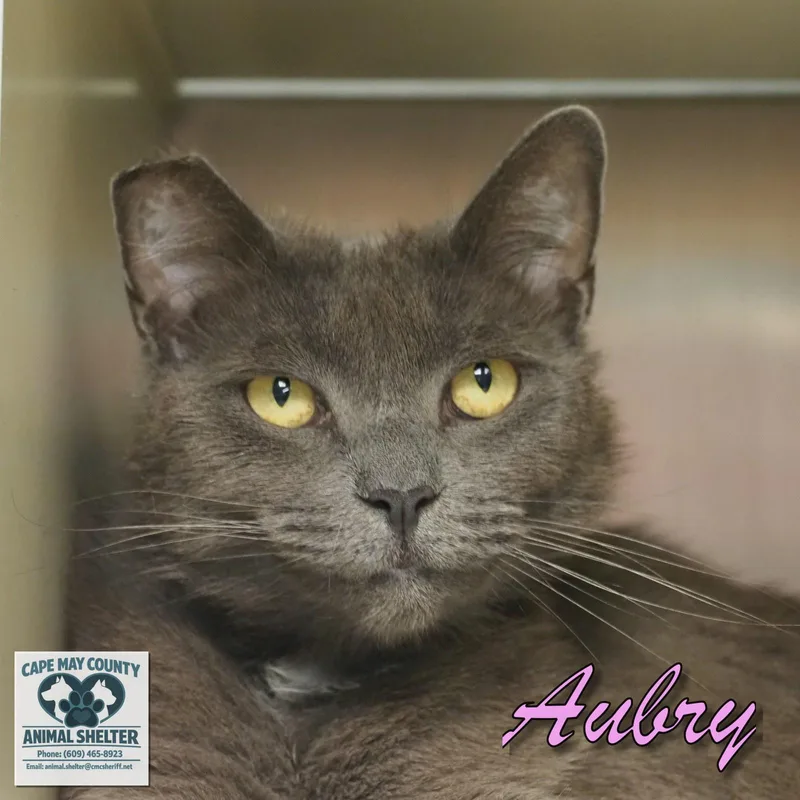 Aubry thumbnail 4