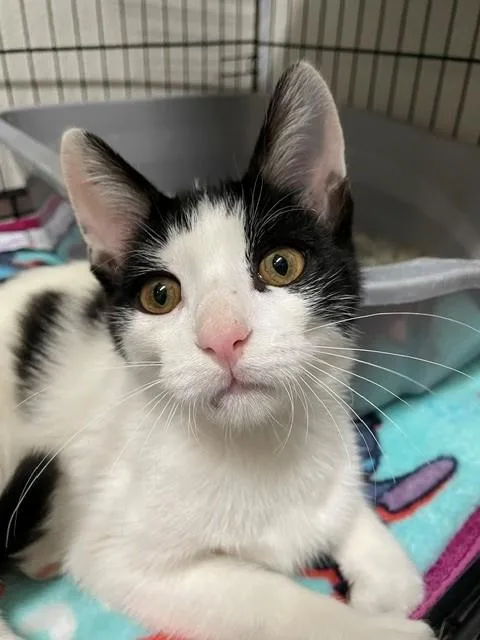 A young medium-sized male Black & White / Tuxedo Domestic Short Hair cat named Randy for adoption in Hayward, WI