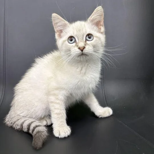 A baby small-sized female Domestic Medium Hair cat named Opal for adoption in Jackson, MI