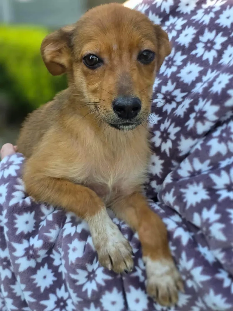 A baby medium-sized male Golden Mixed Breed dog named Xaden for adoption in Orland Park, IL