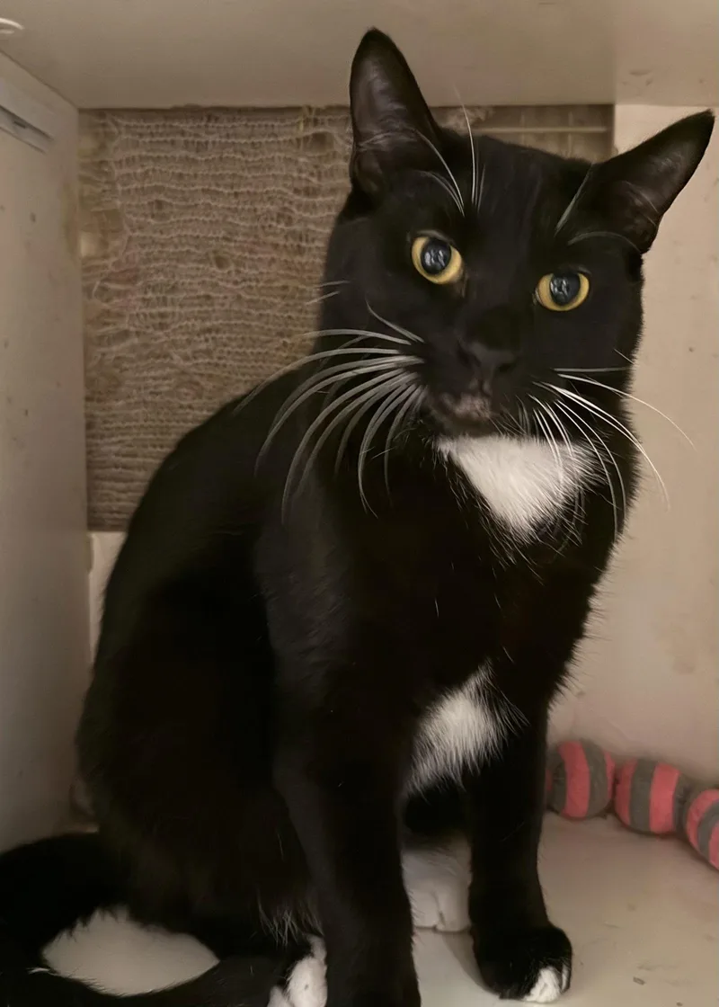 Poppy Napa thumbnail 2