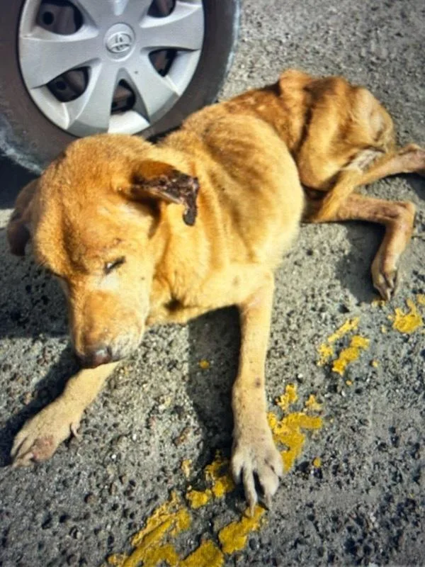 A senior large-sized male Yellow / Tan / Blond / Fawn Labrador Retriever dog named Frankie "the Frankfurter" for adoption in Randolph, MA